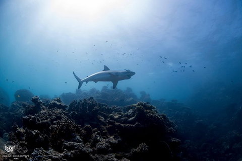 Whale Shark Adventure Tour - Accommodation Asia 6