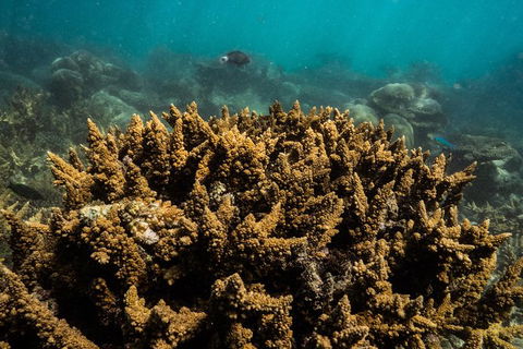 Ningaloo Immersion Private Charter - Accommodation Guide 6