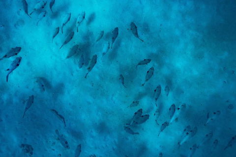 Ningaloo Immersion Private Charter - Accommodation Guide 2