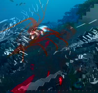 Rottnest Island Deep Dive Day Trips