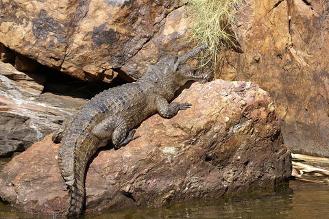 Ord River Experience With Riverside Lunch - Accommodation Asia 2