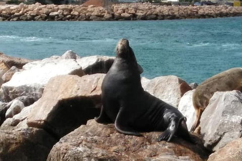 Lobster Fishing Tour At Geraldton - Accommodation China 3