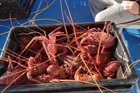 Lobster Fishing Tour At Geraldton - Accommodation China 6