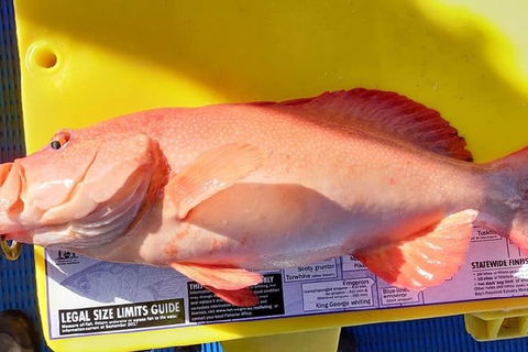 Geraldton Fishing Charter - Accommodation China 13