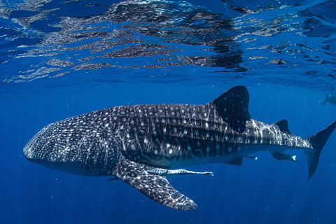 Full-Day Whale Sharks Swimming Experience On Ningaloo Reef - Accommodation Guide 10