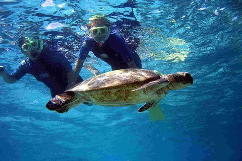 Full-Day Whale Sharks Swimming Experience On Ningaloo Reef - Accommodation Guide 7