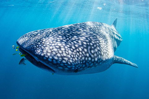 Full-Day Whale Sharks Swimming Experience On Ningaloo Reef - Accommodation Guide 9
