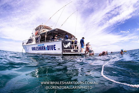 Full-Day Whale Sharks Swimming Experience On Ningaloo Reef - Accommodation Guide 13
