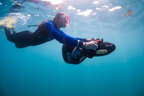 Full-Day Whale Sharks Swimming Experience On Ningaloo Reef - Accommodation Guide 4