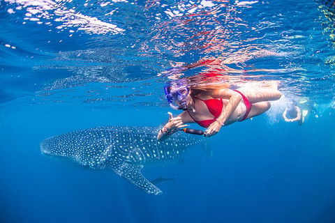 Full-Day Whale Sharks Swimming Experience On Ningaloo Reef - Accommodation Guide 0