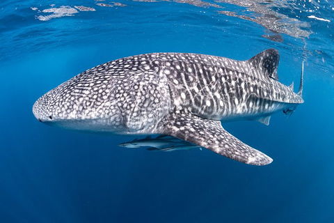 Full-Day Whale Sharks Swimming Experience On Ningaloo Reef - Accommodation Guide 14