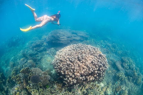 Full-Day Whale Sharks Swimming Experience On Ningaloo Reef - Accommodation Guide 6