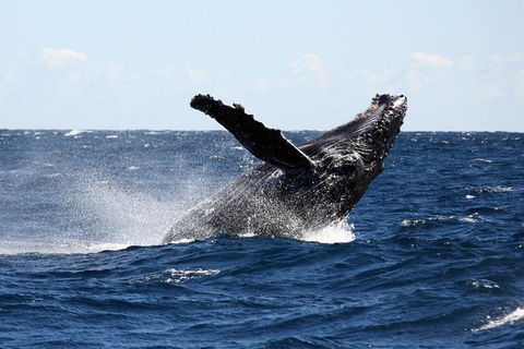 Full-Day Whale Sharks Swimming Experience On Ningaloo Reef - Accommodation Guide 8
