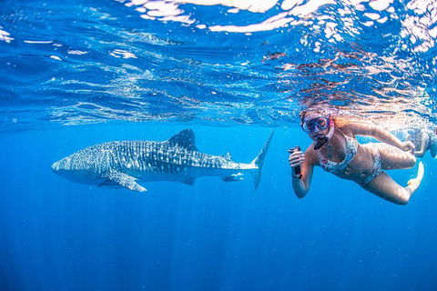 Full-Day Whale Sharks Swimming Experience On Ningaloo Reef - Accommodation Guide 17
