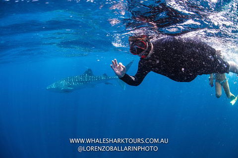 Full-Day Whale Sharks Swimming Experience On Ningaloo Reef - Accommodation Guide 2
