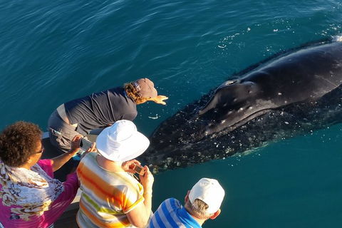 AOC Broome Whale Watching - Accommodation Asia 0