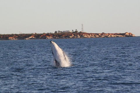 AOC Broome Whale Watching - Accommodation Asia 2