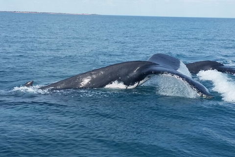 AOC Broome Whale Watching - Accommodation Asia 1