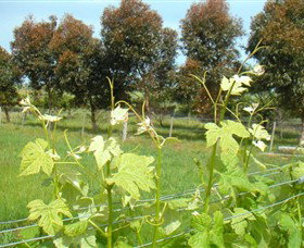 Barwon Ridge Wines - Accommodation Asia 0