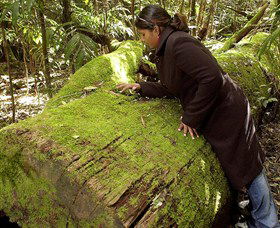 Washpool National Park - Washpool Walk - Accommodation Guide 0