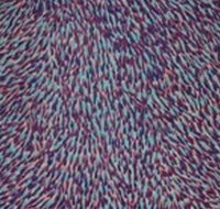 The Gate Gallery - Wollombi - Accommodation Guide