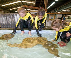 Australian Shark And Ray Centre - Accommodation Guide 0