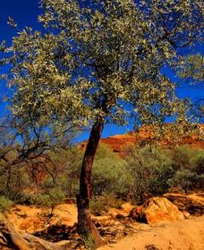 Mt Romance Australia Pty Ltd - Accommodation Guide 0