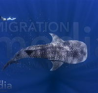 Migration Media - Accommodation Asia