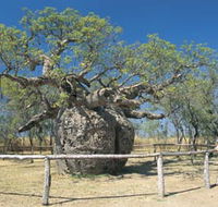 Boab Prison Tree - Accommodation Asia