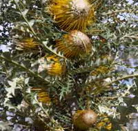 Woylie Walk Dryandra Woodland - Accommodation Guide