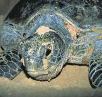 Turtle Nesting Season - Accommodation Guide