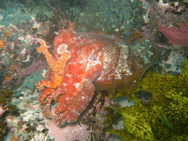 Jervis Bay Dive Charters