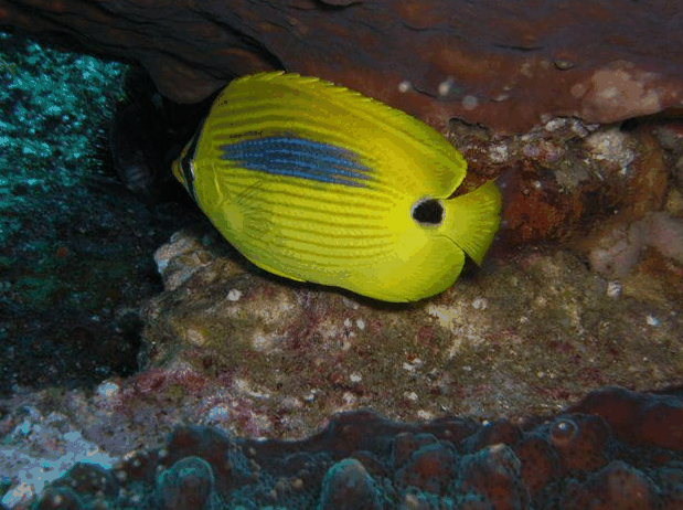 Jervis Bay Dive Charters - Accommodation Asia 1