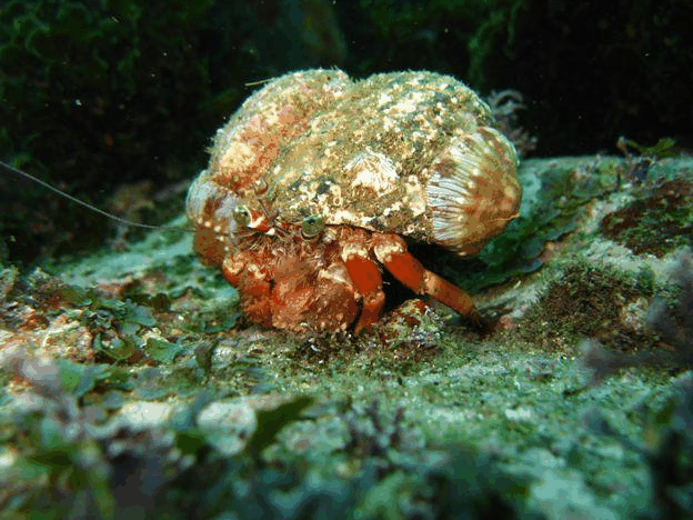 Jervis Bay Dive Charters - Accommodation Asia 2
