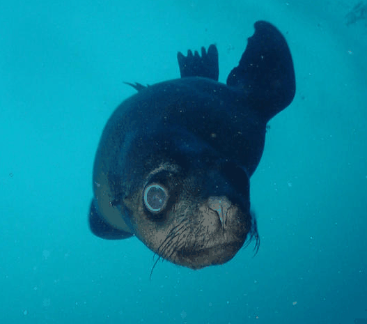 Jervis Bay Dive Charters - Accommodation Asia 3