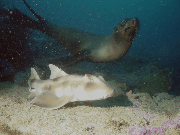 Jervis Bay Dive Charters - Accommodation Asia 4