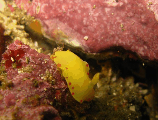 Jervis Bay Dive Charters - Accommodation Asia 5