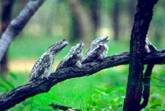 Undara Experience - Accommodation Asia 0