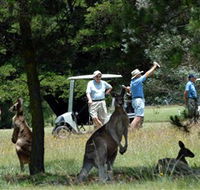 Glen Innes Golf Club - Accommodation Guide