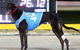Bulli Greyhound Racing Club - thumb 3