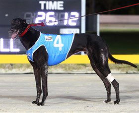 Bulli Greyhound Racing Club - Accommodation Asia 3