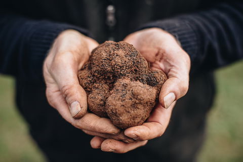 A Taste Of Truffles - Accommodation Guide 0
