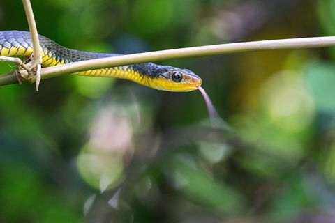 Be Welcomed By Wildlife At The Australian Wildlife Sanctuary - Accommodation Asia 0