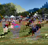 Dogs in the Park Orange - Accommodation Guide