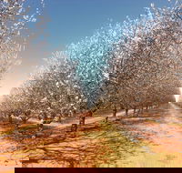 Mallee Almond Blossom Festival - Accommodation Guide