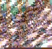 Meeniyan Garlic Festival - Accommodation Guide