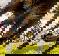 Night Markets and Race Day - Accommodation Asia