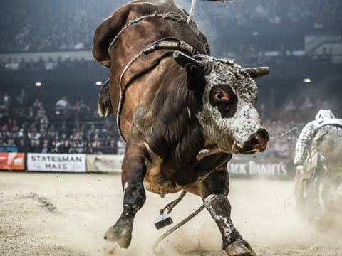 PBR Hawkesbury Stampede - Accommodation Asia 1