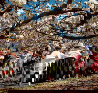 Young Cherry Blossom Long Lazy Lunch - Accommodation Guide