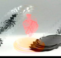 Corrosion Casting - Accommodation Asia